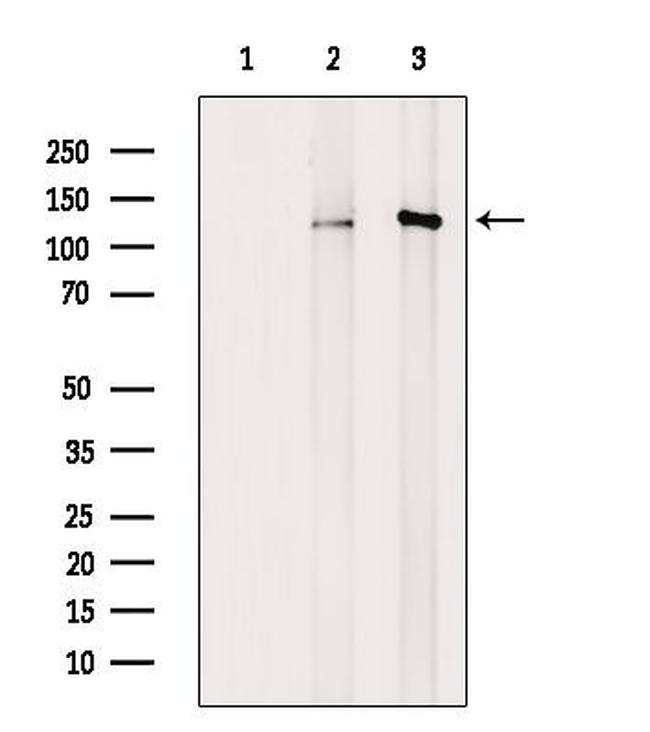 Phospho-KIF11 (Thr926) Antibody in Western Blot (WB)