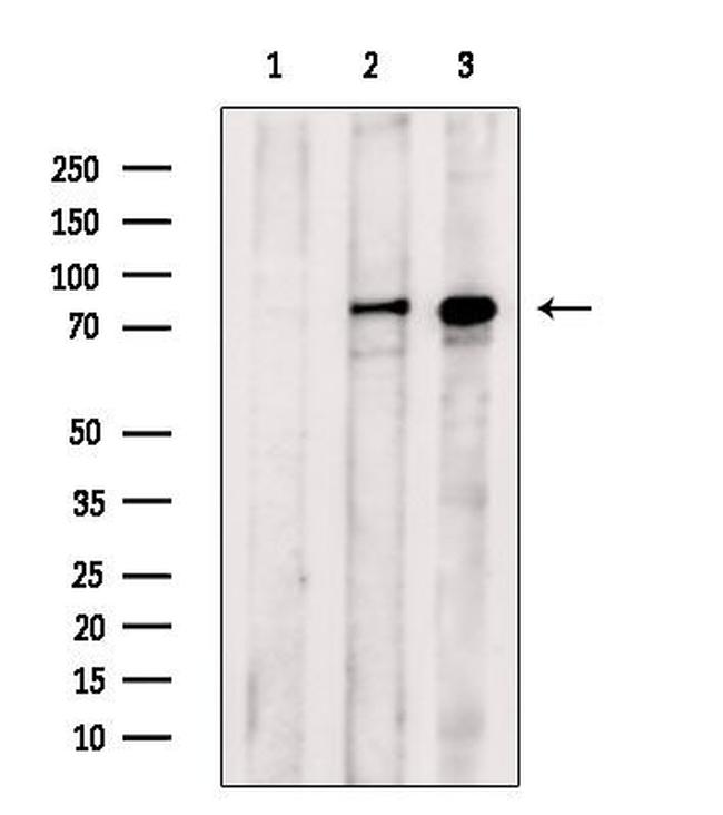 Phospho-PKC delta (Ser645) Antibody in Western Blot (WB)