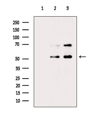 Phospho-Cdc20 (Ser51) Antibody in Western Blot (WB)