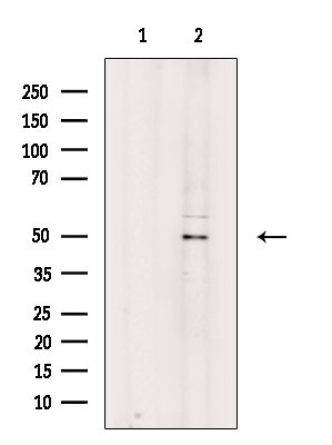 Phospho-Cdc20 (Ser51) Antibody in Western Blot (WB)