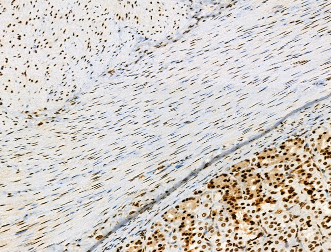 Phospho-PPIG (Ser376) Antibody in Immunohistochemistry (Paraffin) (IHC (P))