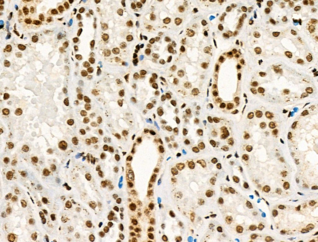 Phospho-PPIG (Ser376) Antibody in Immunohistochemistry (Paraffin) (IHC (P))