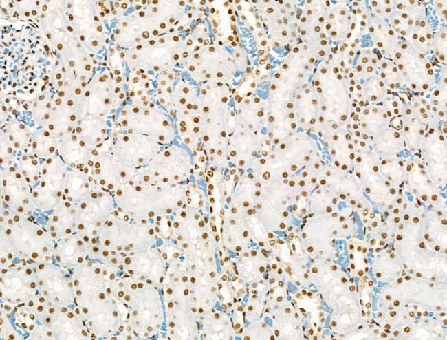 Phospho-PPIG (Ser376) Antibody in Immunohistochemistry (Paraffin) (IHC (P))