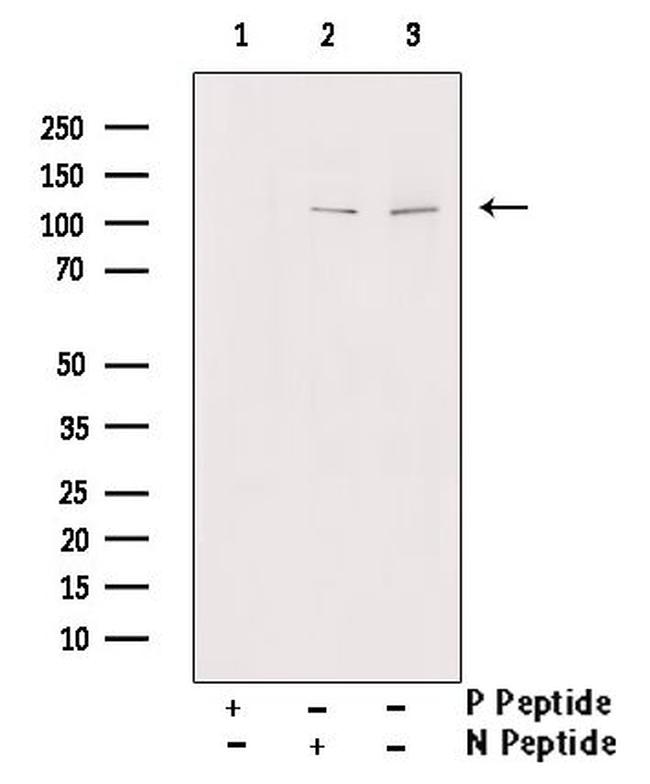 Phospho-PPIG (Ser376) Antibody in Western Blot (WB)