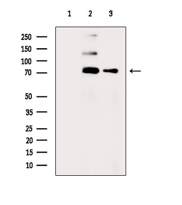 Phospho-BRK (Tyr447) Antibody in Western Blot (WB)