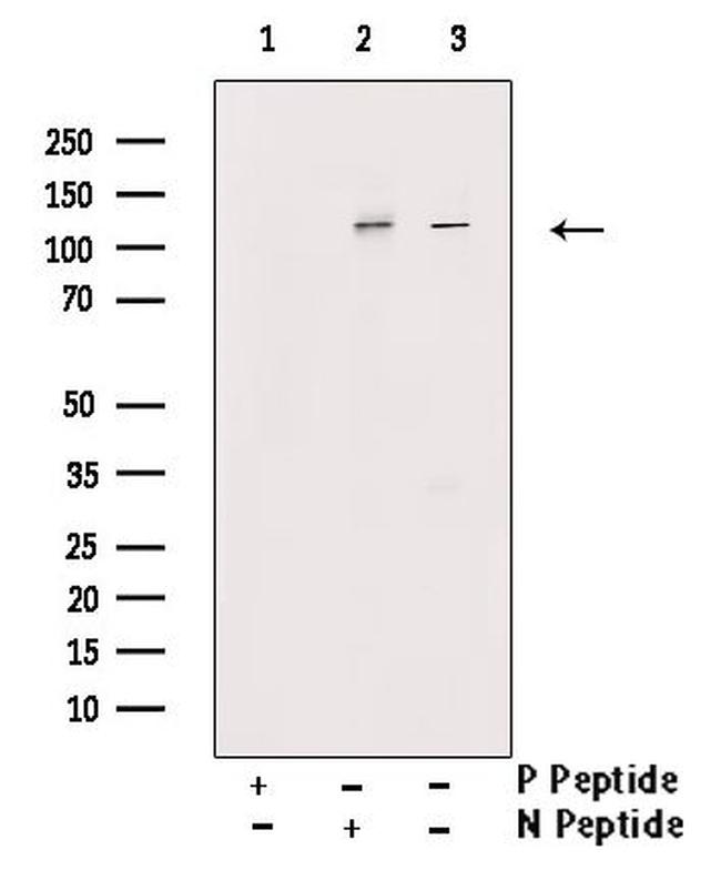 Phospho-RAPGEF1 (Thr1071) Antibody in Western Blot (WB)