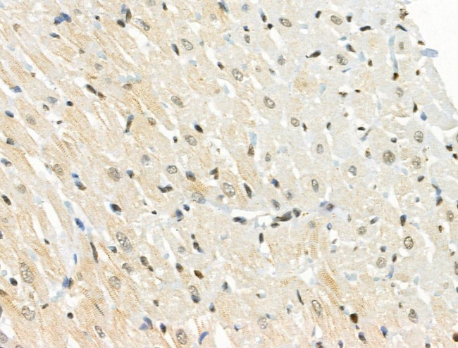 Phospho-RUNX2 (Ser340) Antibody in Immunohistochemistry (Paraffin) (IHC (P))