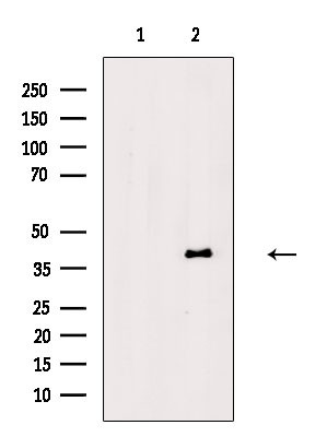 Phospho-BABAM1 (Ser29) Antibody in Western Blot (WB)