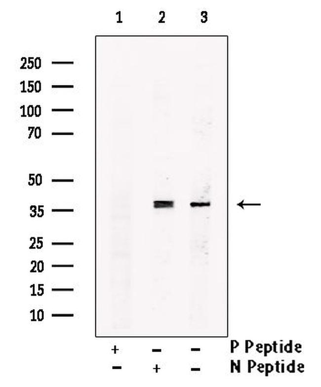 Phospho-NUDC (Ser326) Antibody in Western Blot (WB)