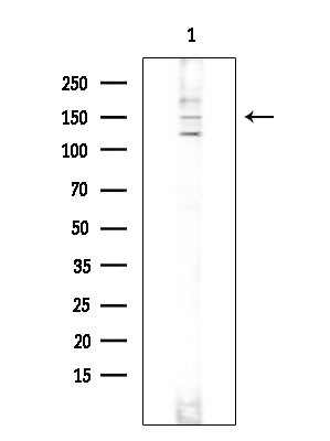 SOS1 Antibody in Western Blot (WB)