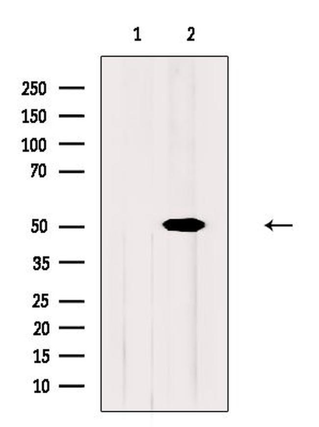 Naked2 Antibody in Western Blot (WB)