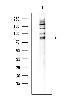 c-Mpl Antibody in Western Blot (WB)