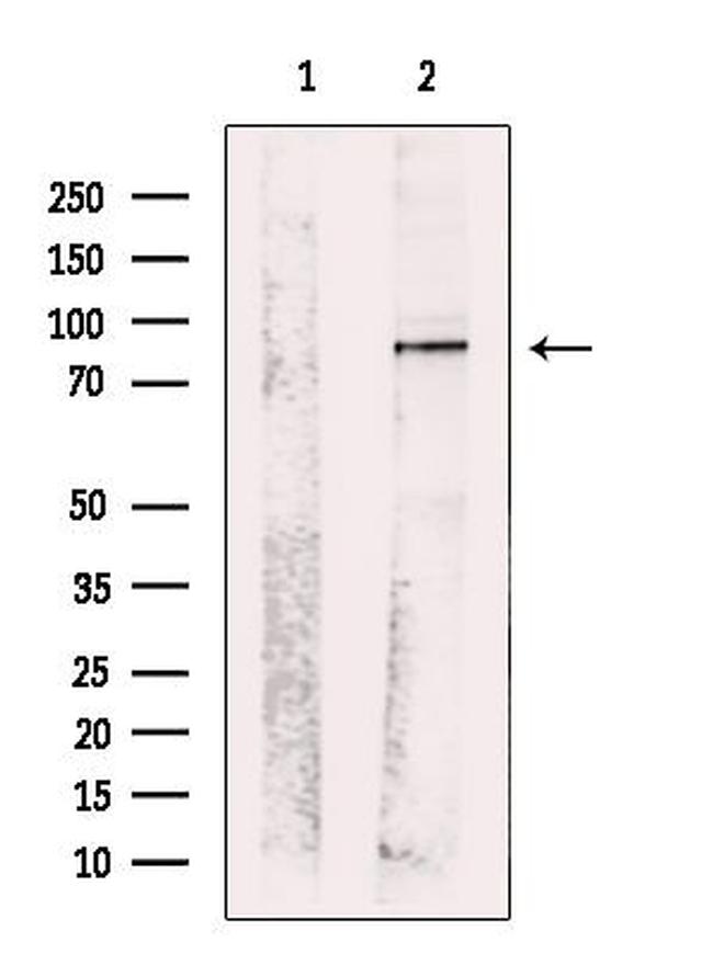 c-Mpl Antibody in Western Blot (WB)