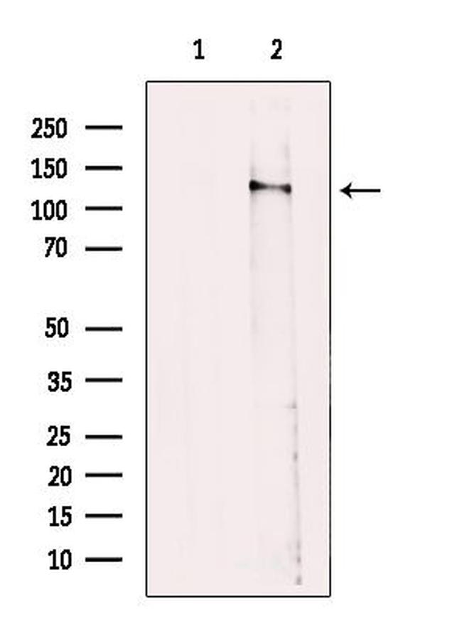 PPIG Antibody in Western Blot (WB)