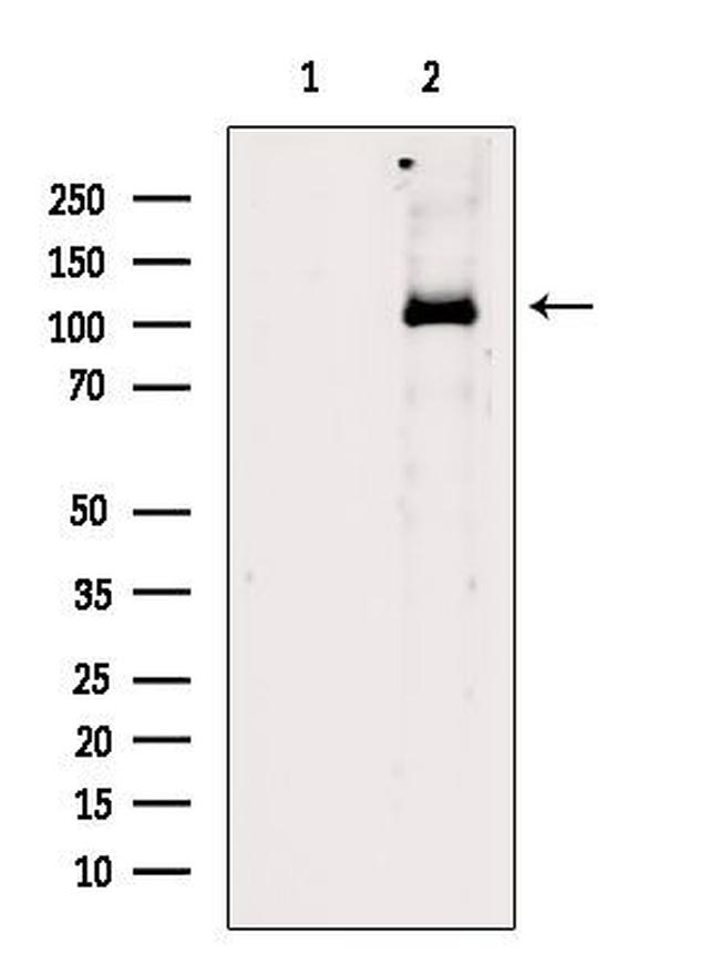 PPIG Antibody in Western Blot (WB)