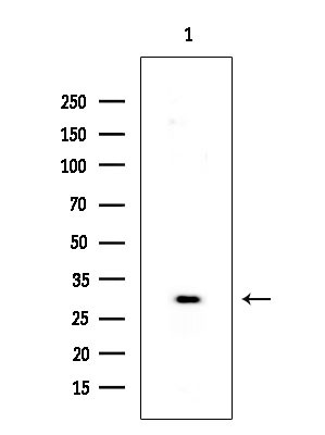 MOB4A Antibody in Western Blot (WB)