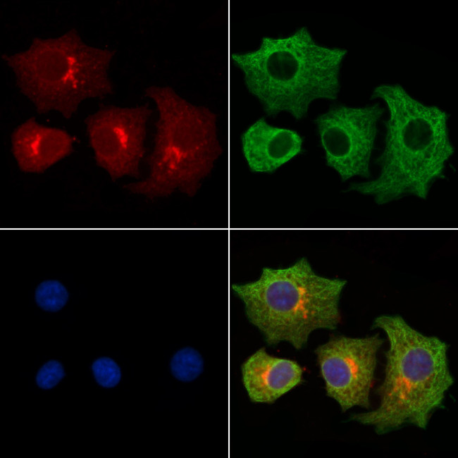 JAK1 Antibody in Immunocytochemistry (ICC/IF)