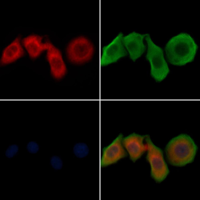 JAK1 Antibody in Immunocytochemistry (ICC/IF)