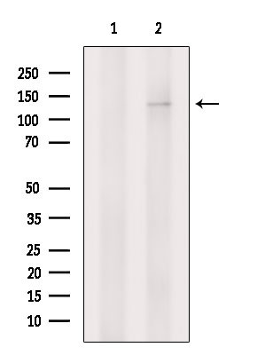 JAK1 Antibody in Western Blot (WB)