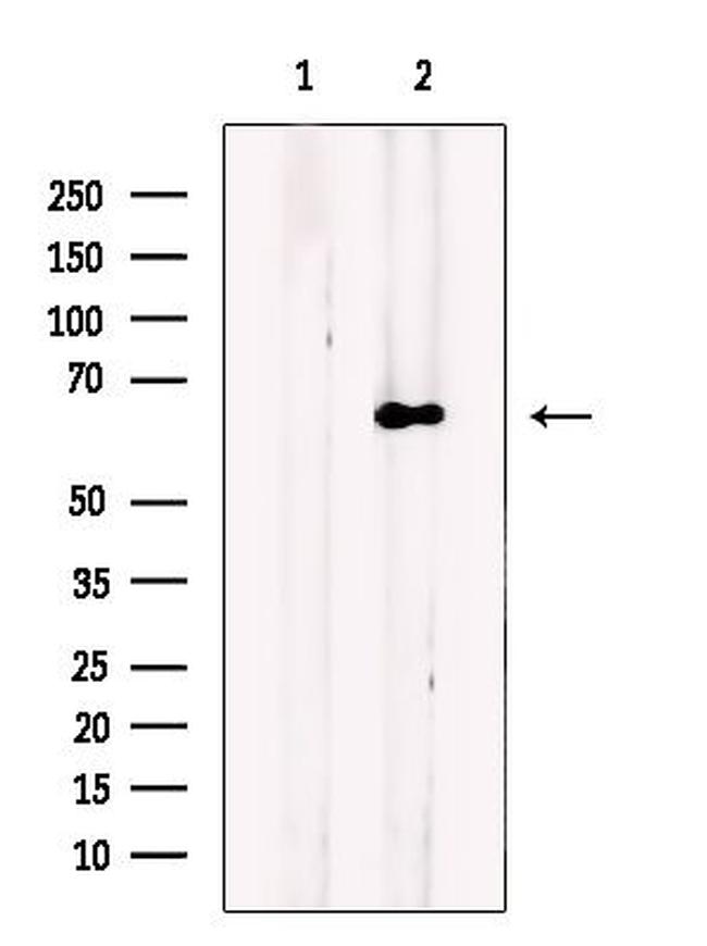 FASTK Antibody in Western Blot (WB)