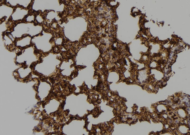 Caspase 9 (Cleaved Asp353) Antibody in Immunohistochemistry (Paraffin) (IHC (P))