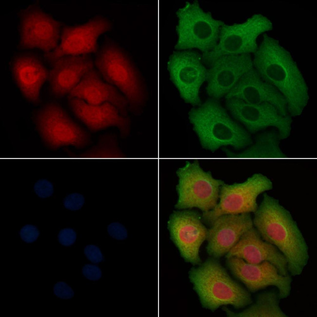 Caspase 9 (Cleaved Asp330) Antibody in Immunocytochemistry (ICC/IF)