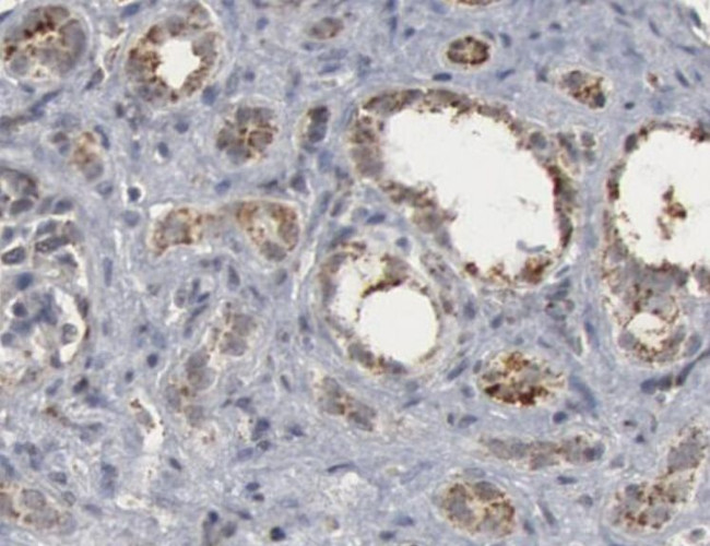 Caspase 9 (Cleaved Asp330) Antibody in Immunohistochemistry (IHC)