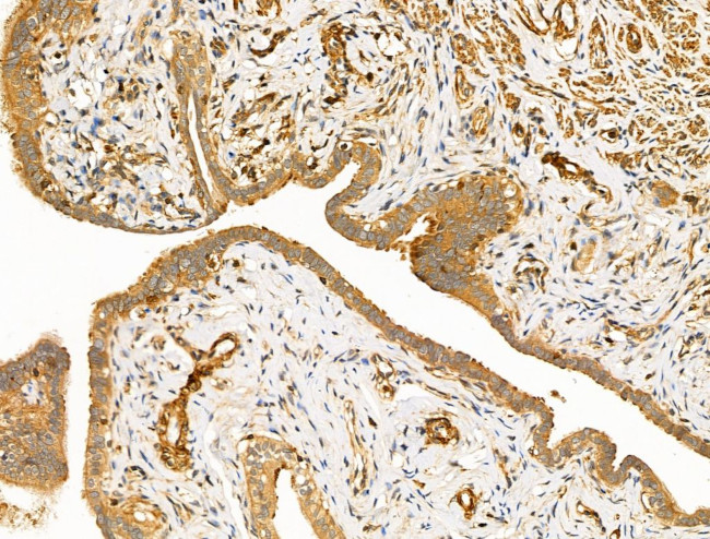 DCT Antibody in Immunohistochemistry (Paraffin) (IHC (P))