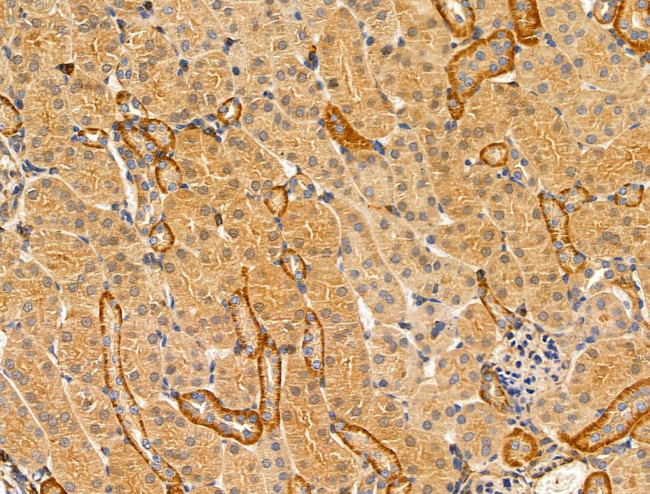 DCT Antibody in Immunohistochemistry (Paraffin) (IHC (P))