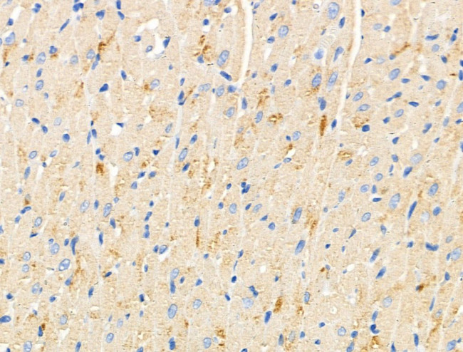 DCT Antibody in Immunohistochemistry (Paraffin) (IHC (P))