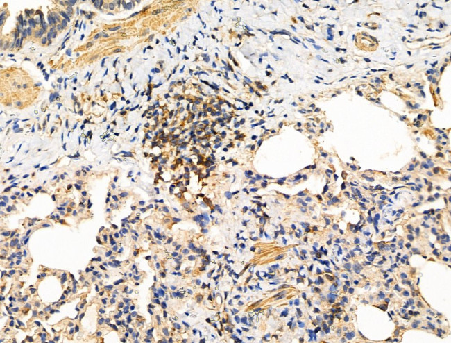 DCT Antibody in Immunohistochemistry (Paraffin) (IHC (P))