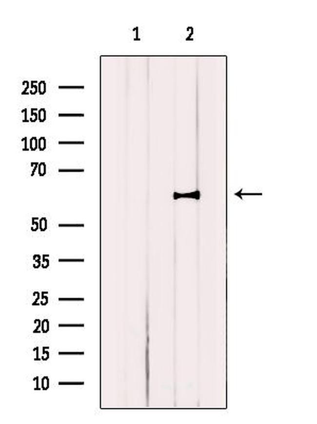 DCT Antibody in Western Blot (WB)