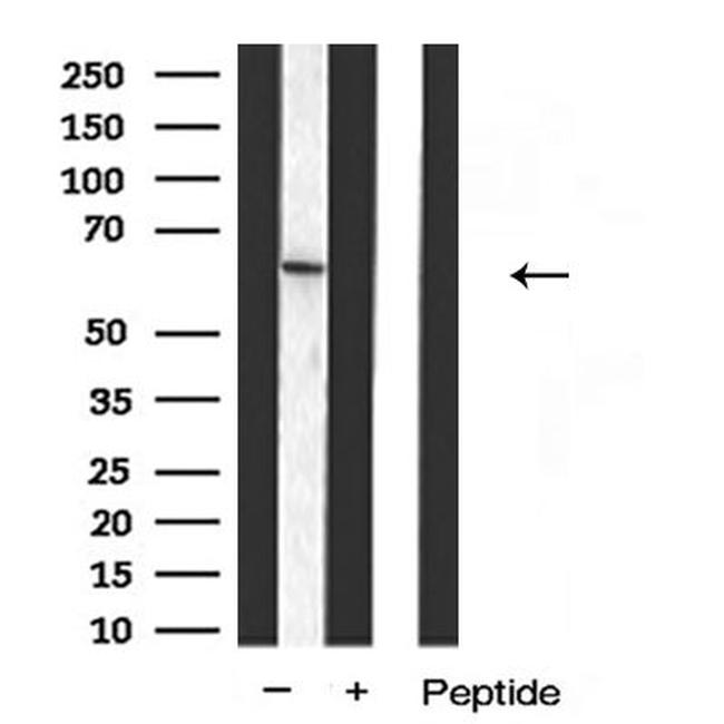 DCT Antibody in Western Blot (WB)