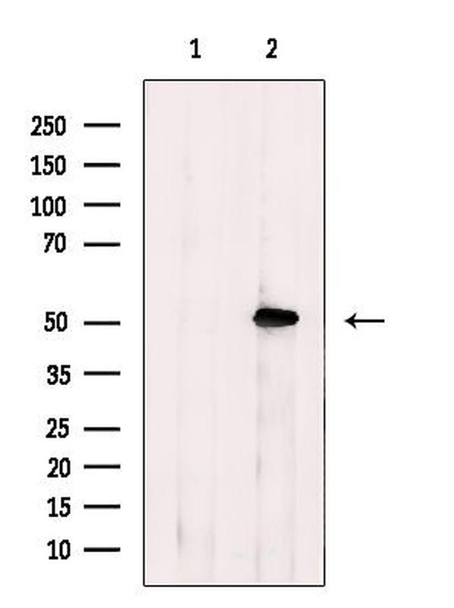 AP2 alpha Antibody in Western Blot (WB)