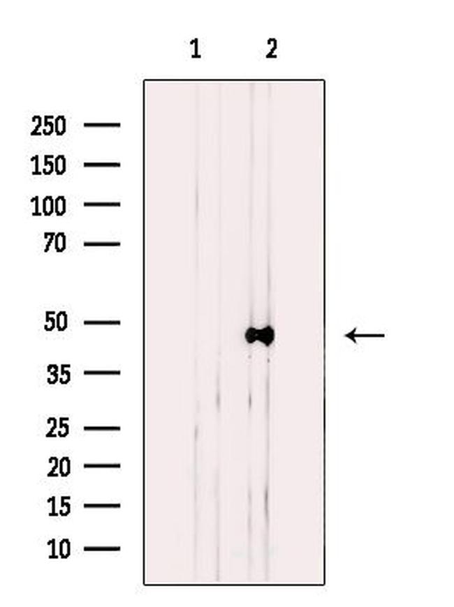 ACTG2 Antibody in Western Blot (WB)