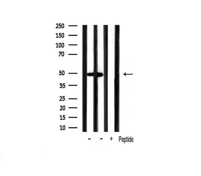 GATA3 Antibody in Western Blot (WB)