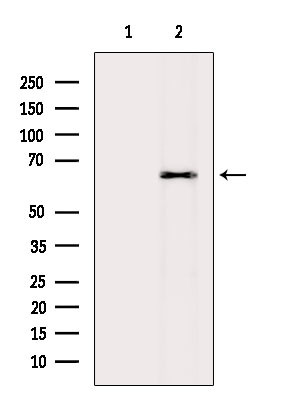 AMPK alpha Antibody in Western Blot (WB)