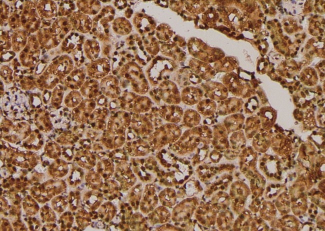 Phospho-SKP1 (Thr131) Antibody in Immunohistochemistry (Paraffin) (IHC (P))