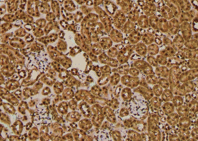 Phospho-SKP1 (Thr131) Antibody in Immunohistochemistry (Paraffin) (IHC (P))