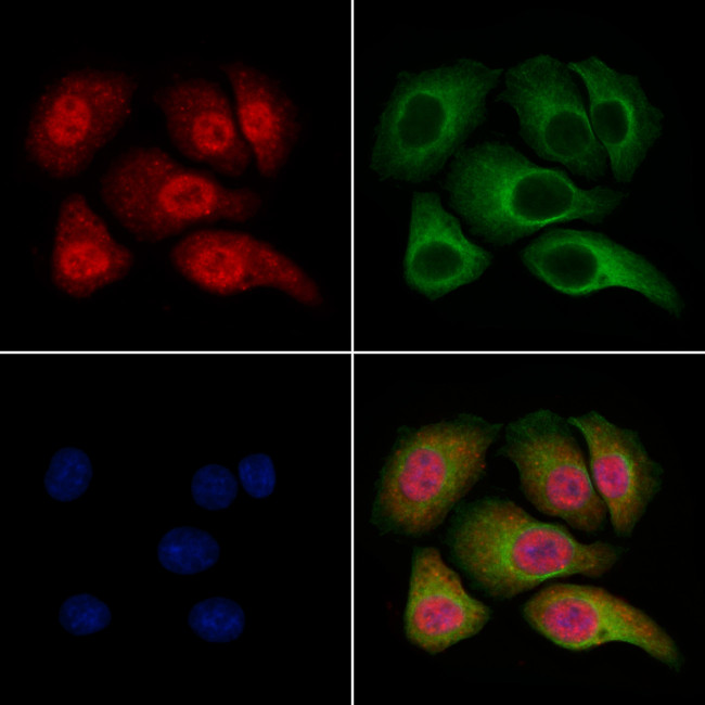 Phospho-SKP1 (Thr131) Antibody in Immunocytochemistry (ICC/IF)