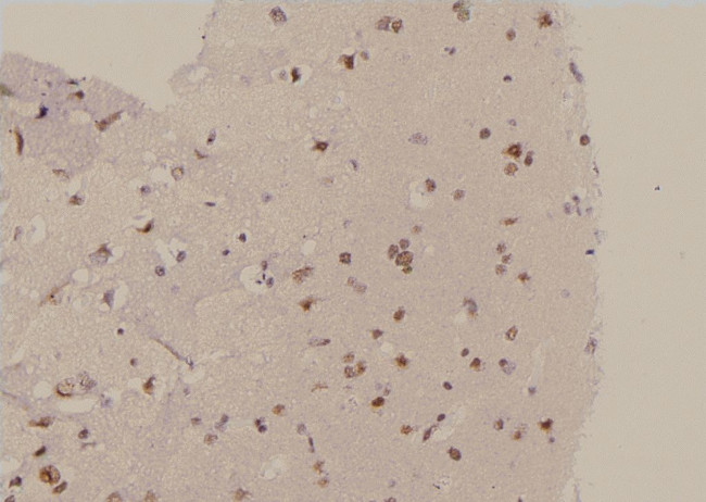 Phospho-FABP7 (Thr117) Antibody in Immunohistochemistry (Paraffin) (IHC (P))