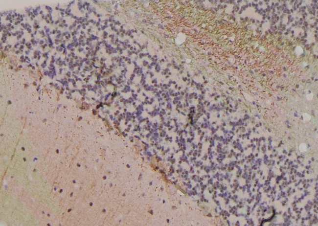 Phospho-FABP7 (Thr117) Antibody in Immunohistochemistry (Paraffin) (IHC (P))