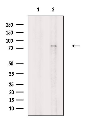 Phospho-SKI (Ser383) Antibody in Western Blot (WB)