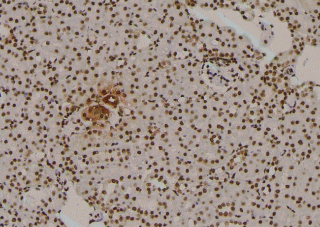 Phospho-Cullin 4A (Ser40) Antibody in Immunohistochemistry (Paraffin) (IHC (P))