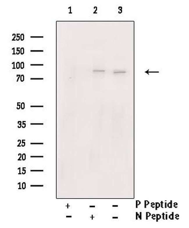 Phospho-Cullin 4A (Ser40) Antibody in Western Blot (WB)