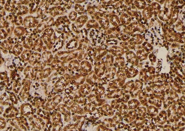 Phospho-KISS1R (Ser368) Antibody in Immunohistochemistry (Paraffin) (IHC (P))