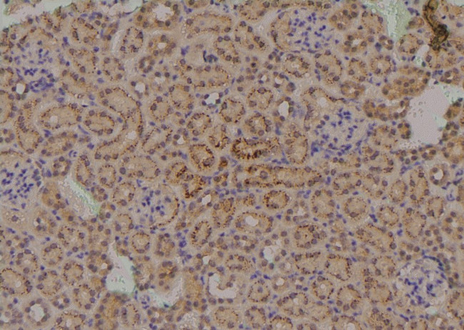 Phospho-MCT1 (Ser213) Antibody in Immunohistochemistry (Paraffin) (IHC (P))