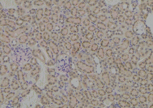 Phospho-MCT1 (Ser213) Antibody in Immunohistochemistry (Paraffin) (IHC (P))