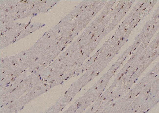 Phospho-HNF1A (Ser247) Antibody in Immunohistochemistry (Paraffin) (IHC (P))