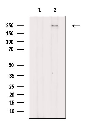 Phospho-NOTCH3 (Ser84) Antibody in Western Blot (WB)